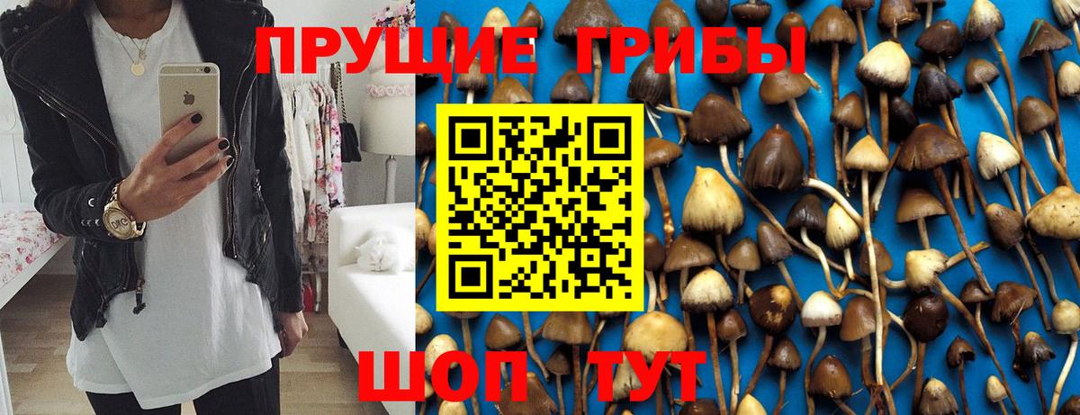 Псилоцибиновые грибы Cubensis Тамбов